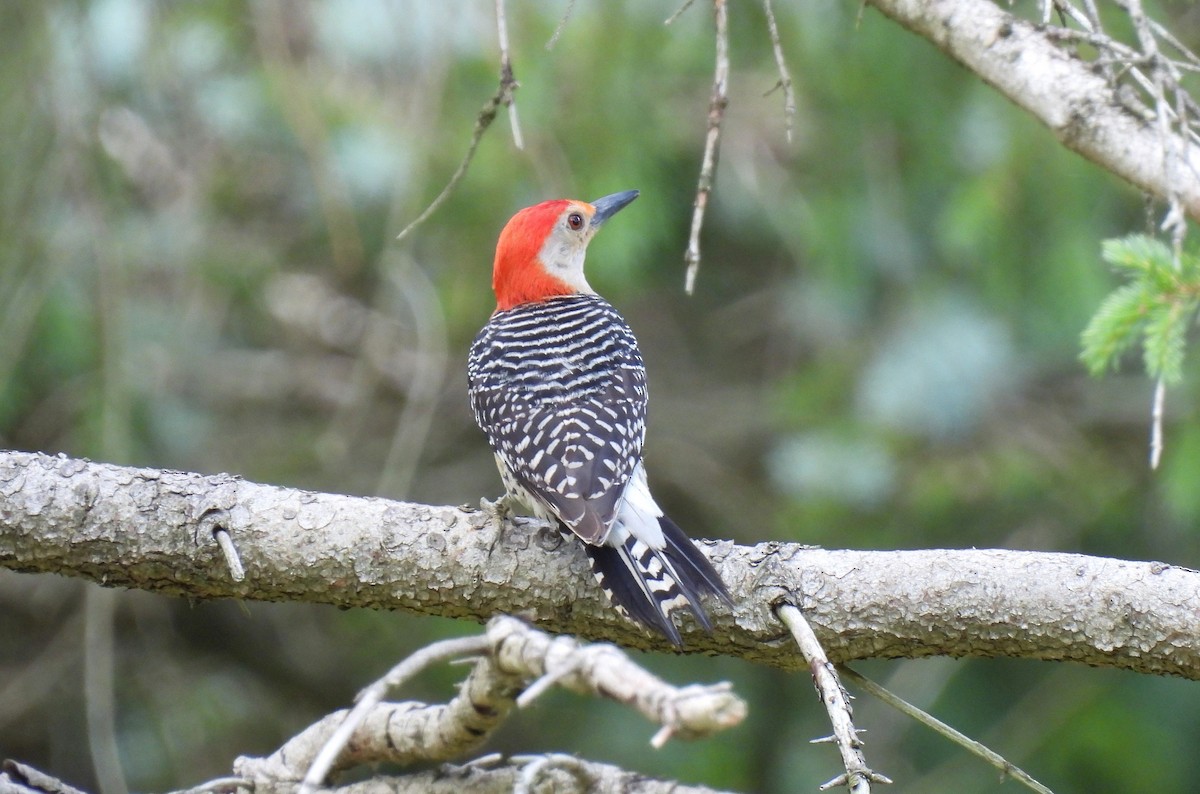 Red-bellied Woodpecker - ML620807132