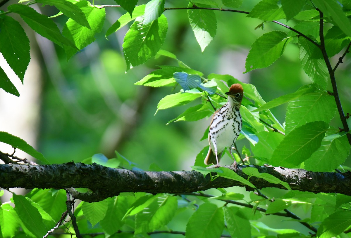 Wood Thrush - ML620807135