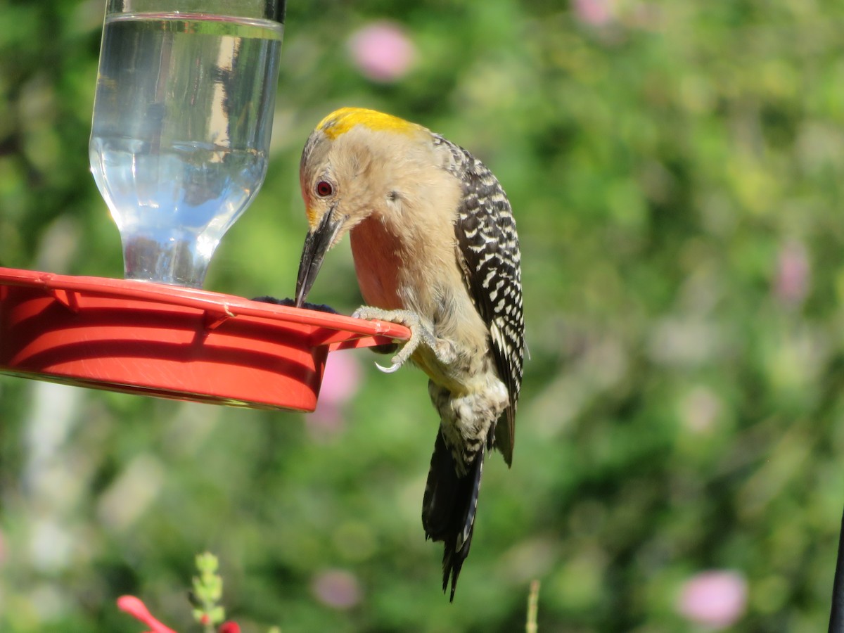 Golden-fronted Woodpecker - ML620807139