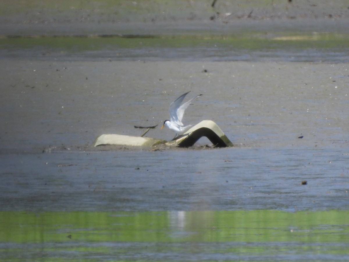 Least Tern - ML620807143