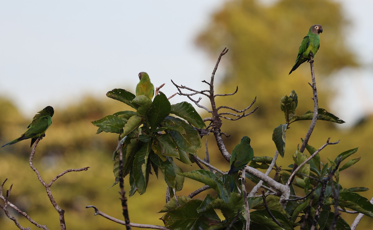 Aratinga Cabecifusca - ML620807145