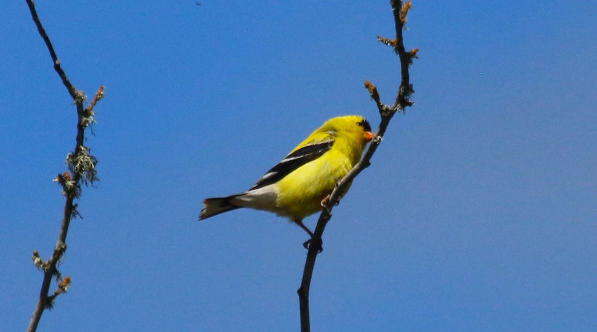 American Goldfinch - Nels Nelson