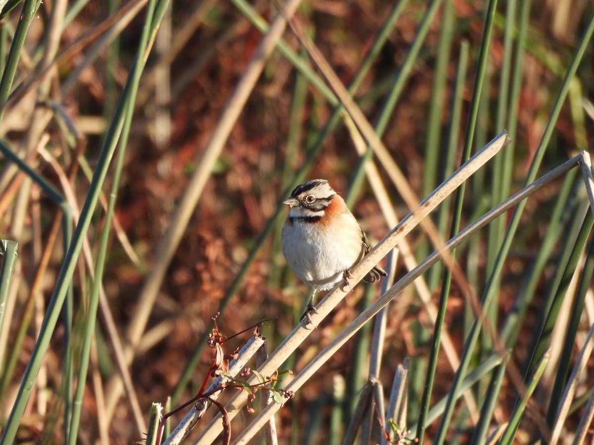 Rufous-collared Sparrow - ML620807148
