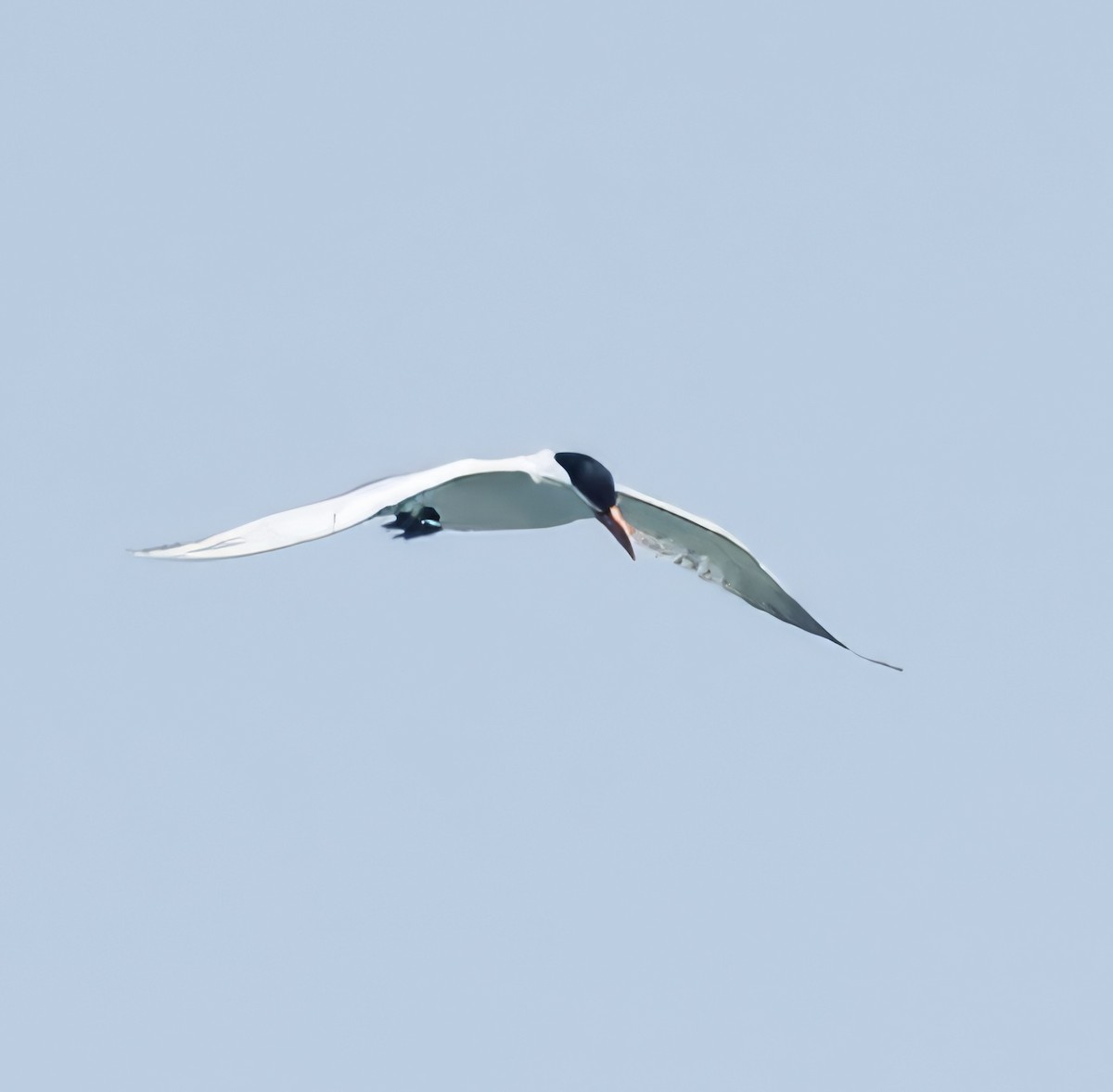 Caspian Tern - ML620807149