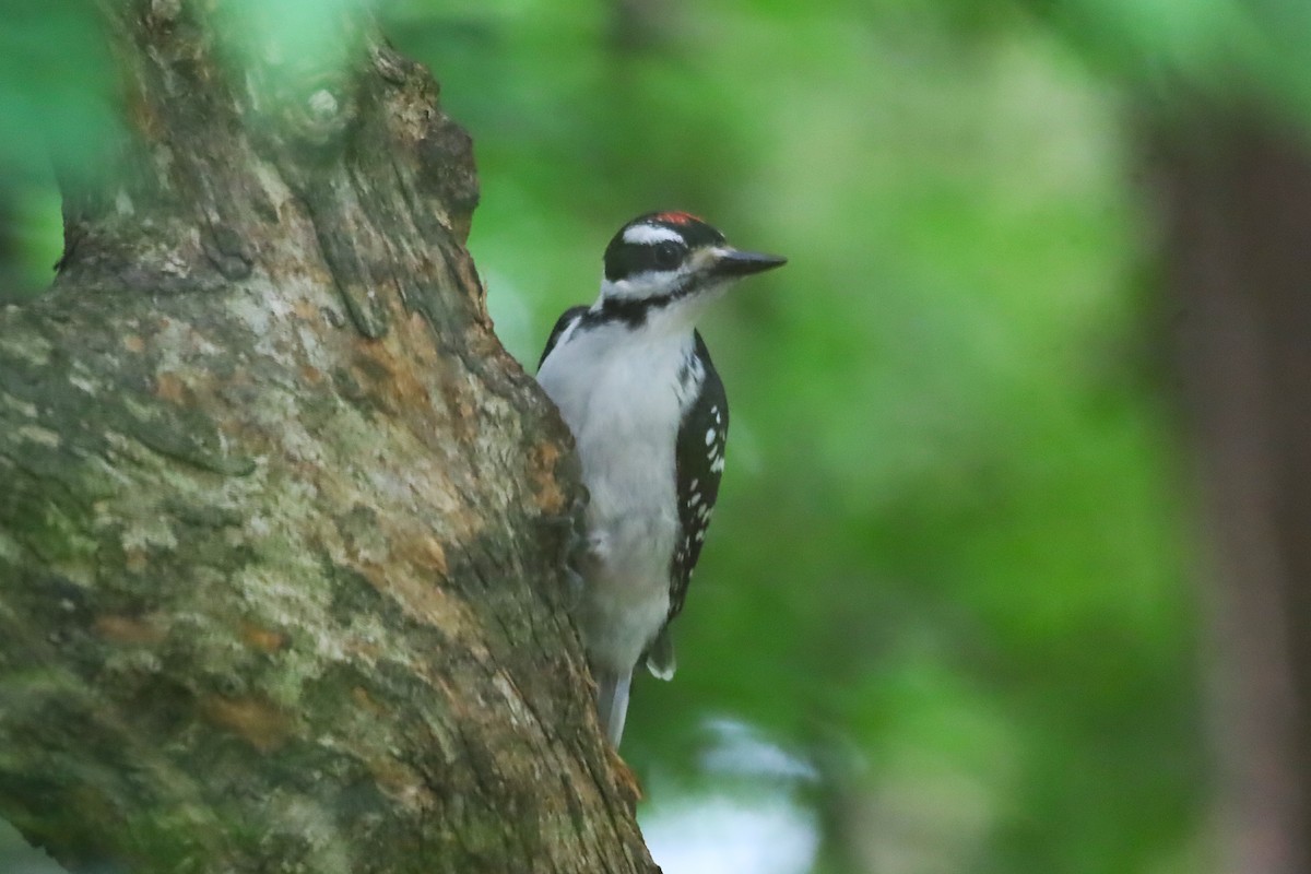 Hairy Woodpecker - ML620807150