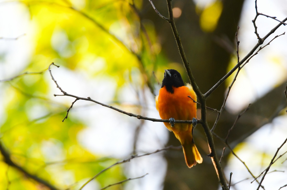 Baltimore Oriole - ML620807153