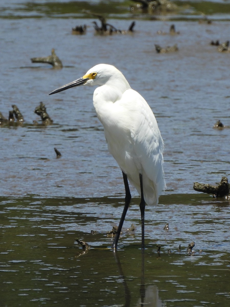 Snowy Egret - Tracee Fugate