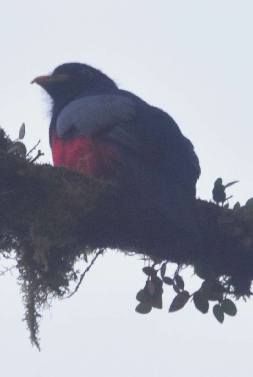 Blue-tailed Trogon - ML620807169