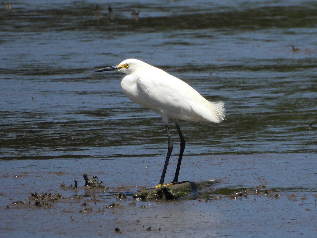 Snowy Egret - ML620807172