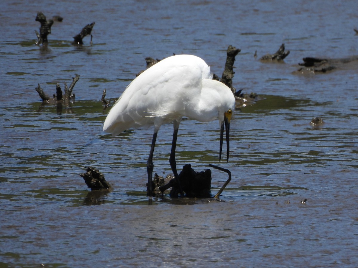 Snowy Egret - ML620807173