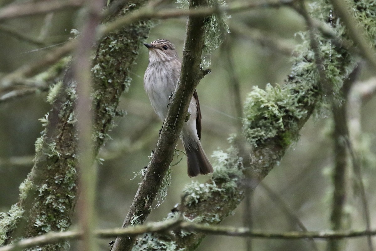 Spotted Flycatcher - ML620807177