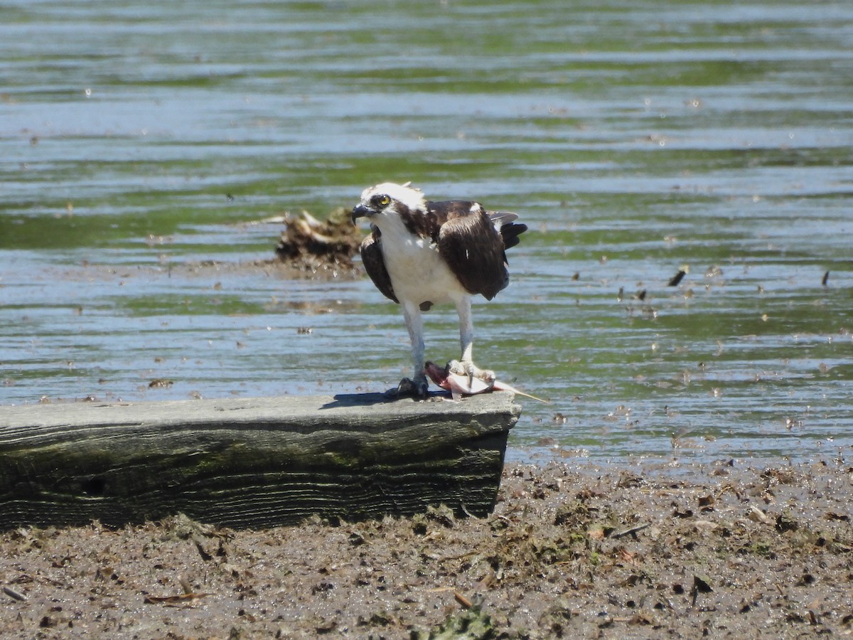 Osprey - ML620807178