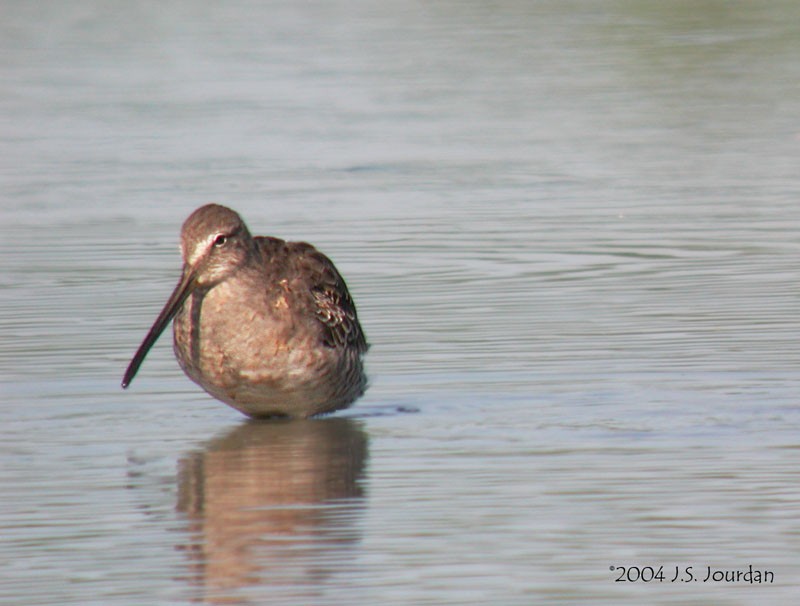 Long-billed Dowitcher - ML620807180