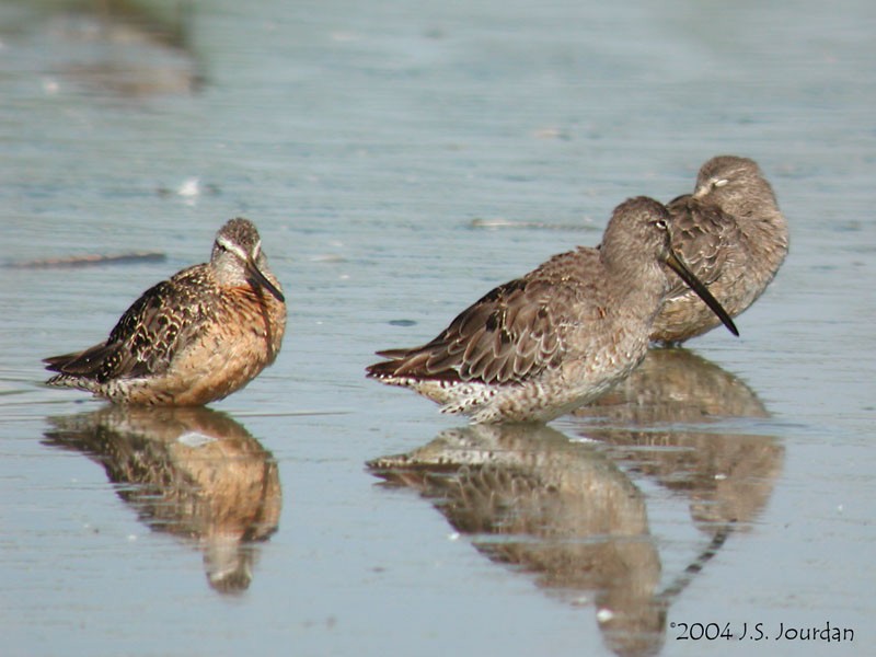 Long-billed Dowitcher - ML620807181
