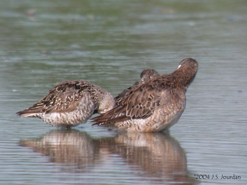 Long-billed Dowitcher - ML620807182