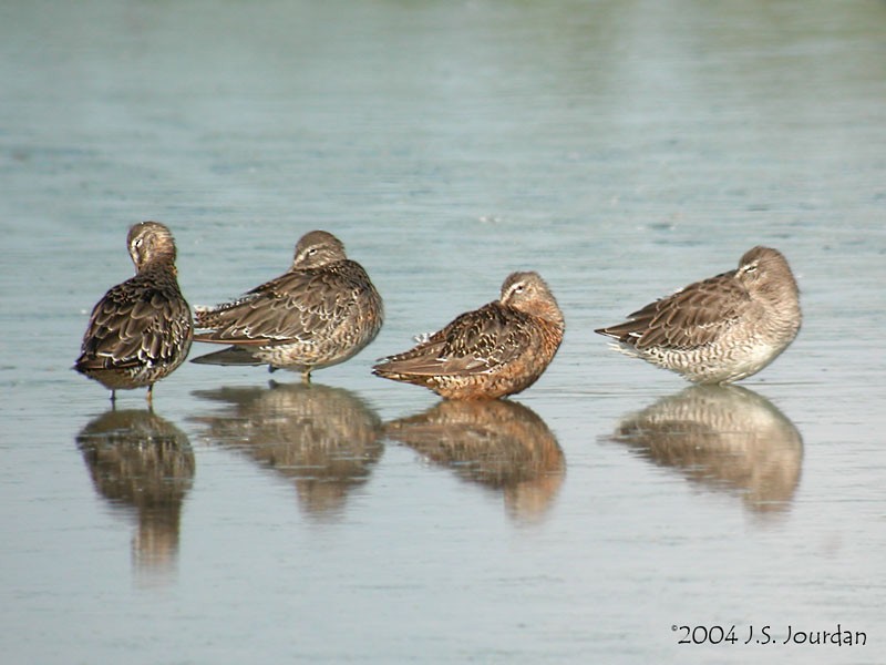 Long-billed Dowitcher - ML620807183