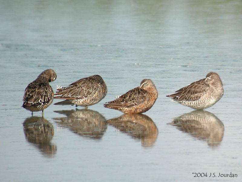 Long-billed Dowitcher - ML620807184