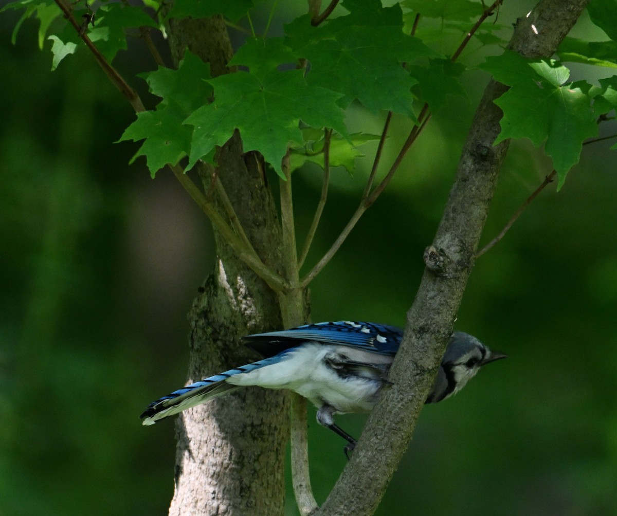 Blue Jay - ML620807187