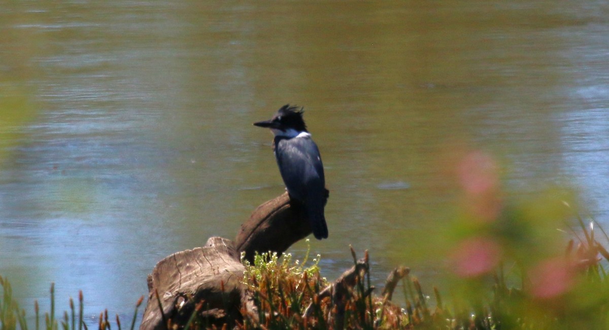 Belted Kingfisher - ML620807190