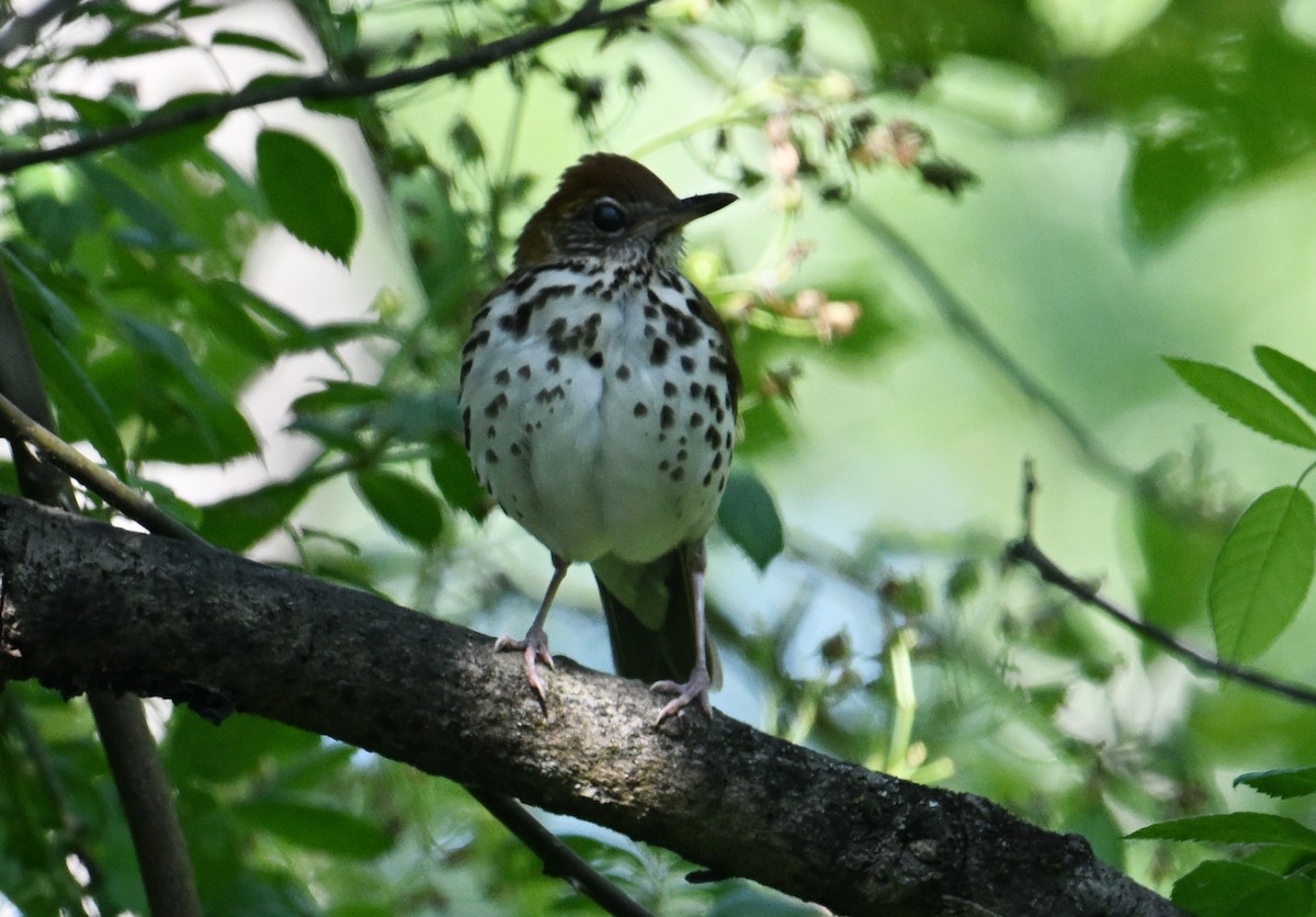 Wood Thrush - ML620807192