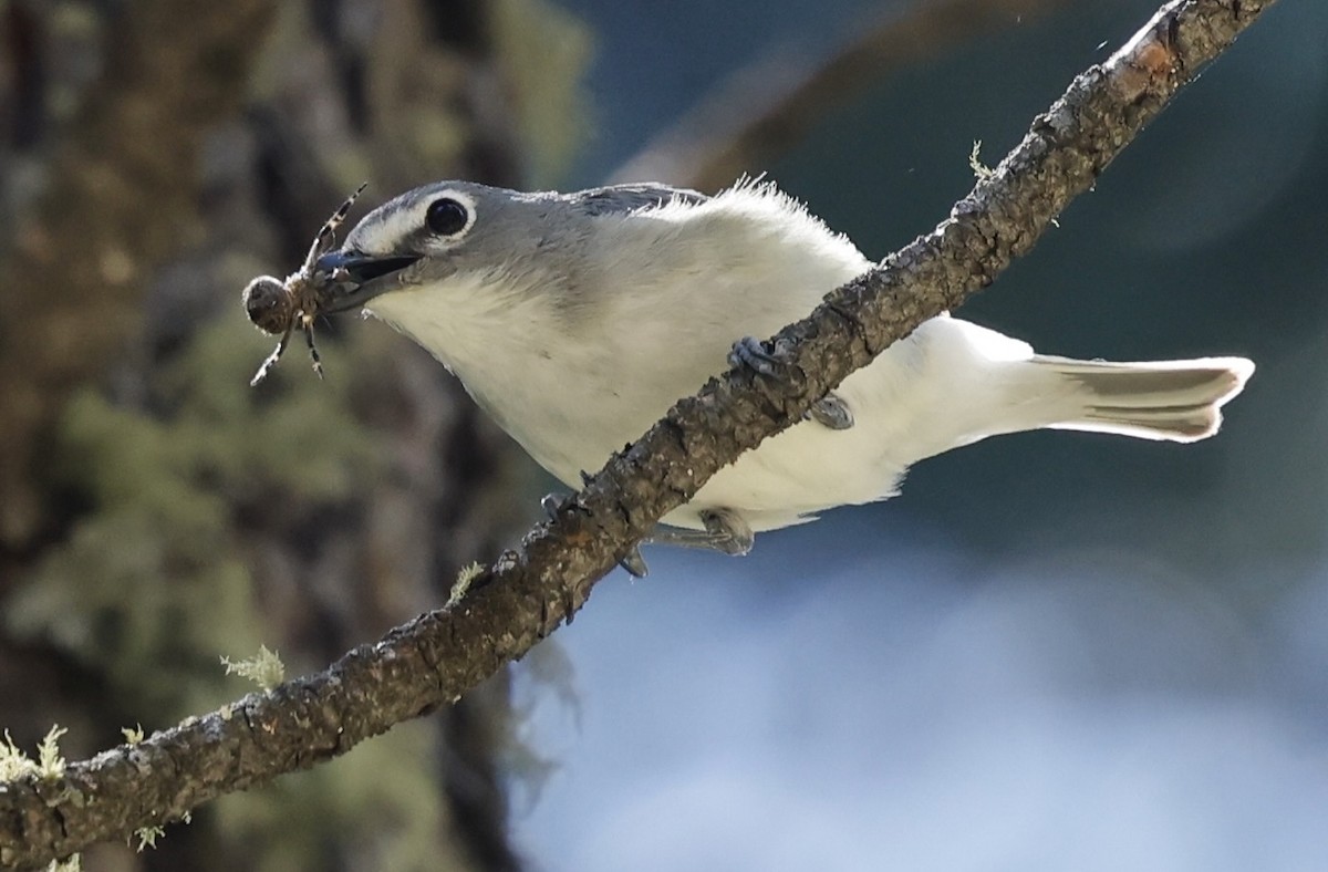 Plumbeous Vireo - ML620807195