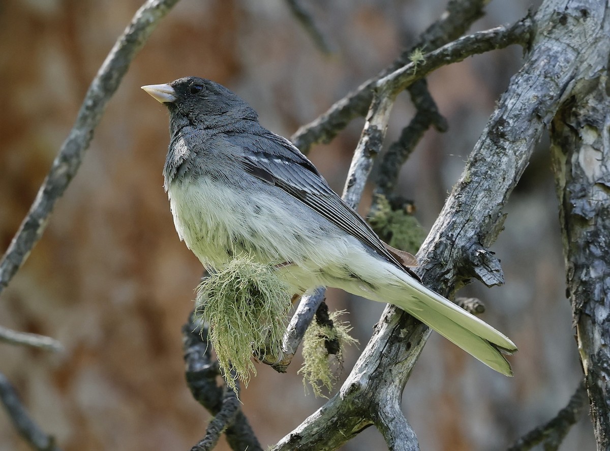 Junco Ojioscuro (aikeni) - ML620807198