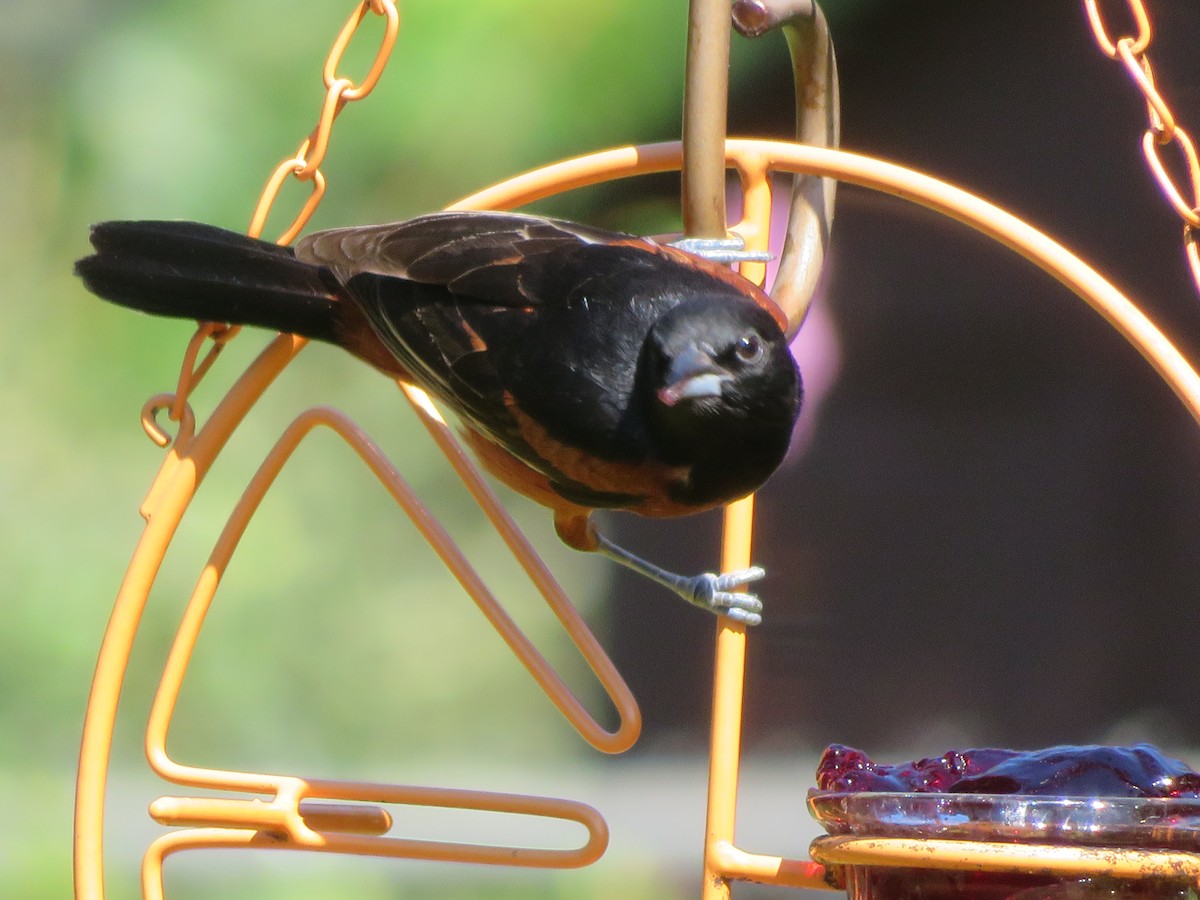 Orchard Oriole - ML620807201