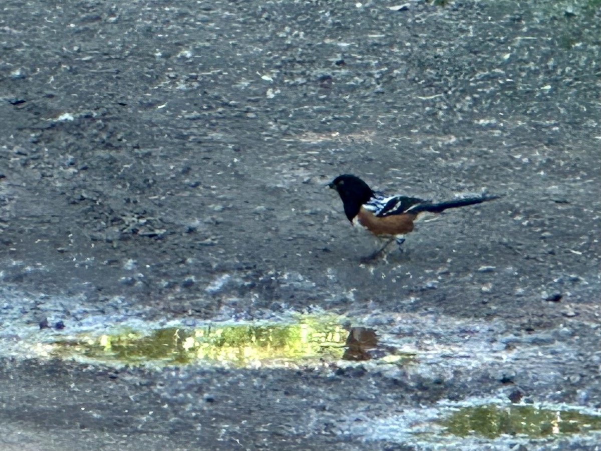 Spotted Towhee - ML620807209