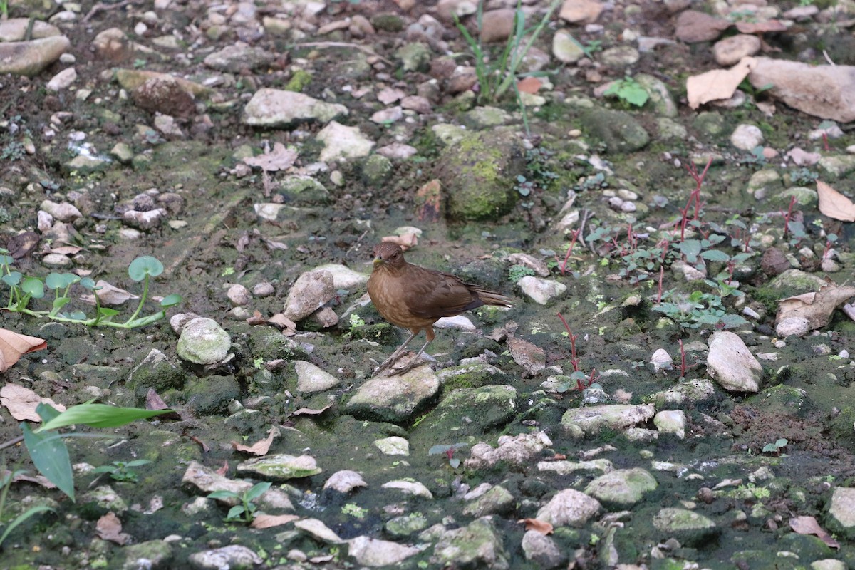 Clay-colored Thrush - ML620807215