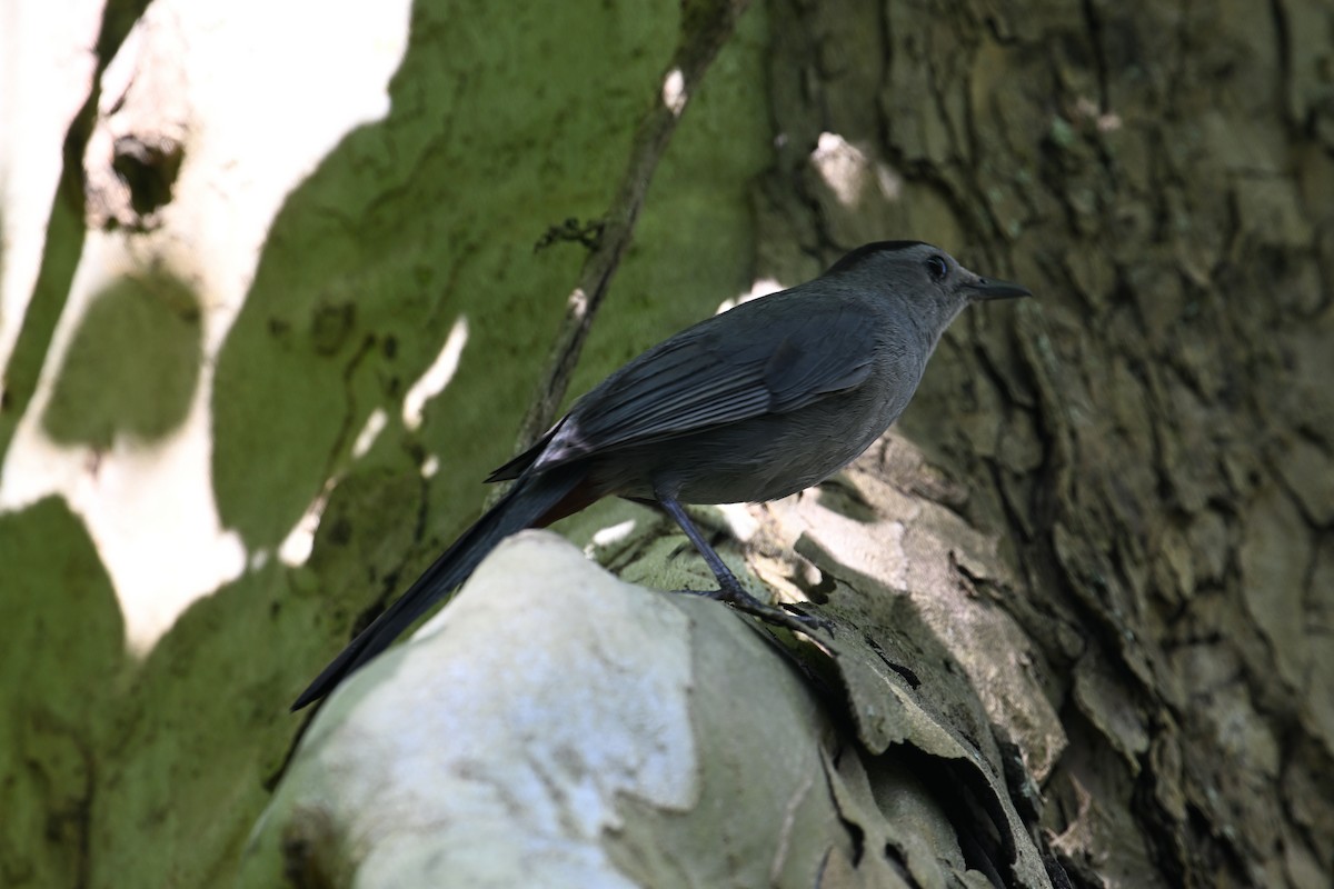 Gray Catbird - ML620807218