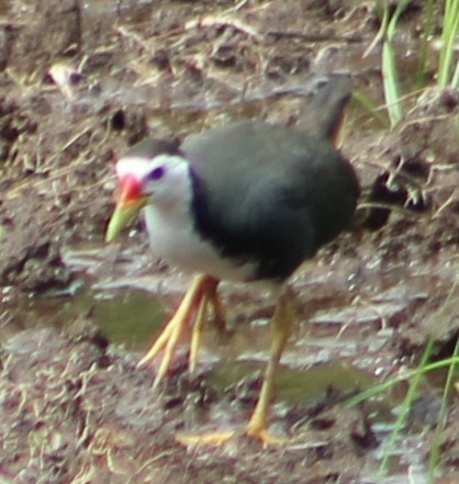 White-breasted Waterhen - ML620807220