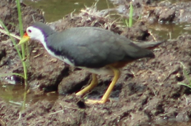 White-breasted Waterhen - ML620807222