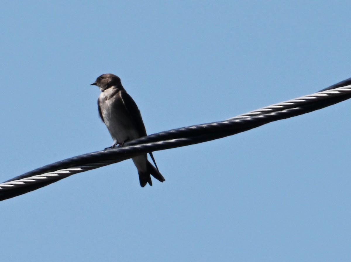 Northern Rough-winged Swallow - ML620807225