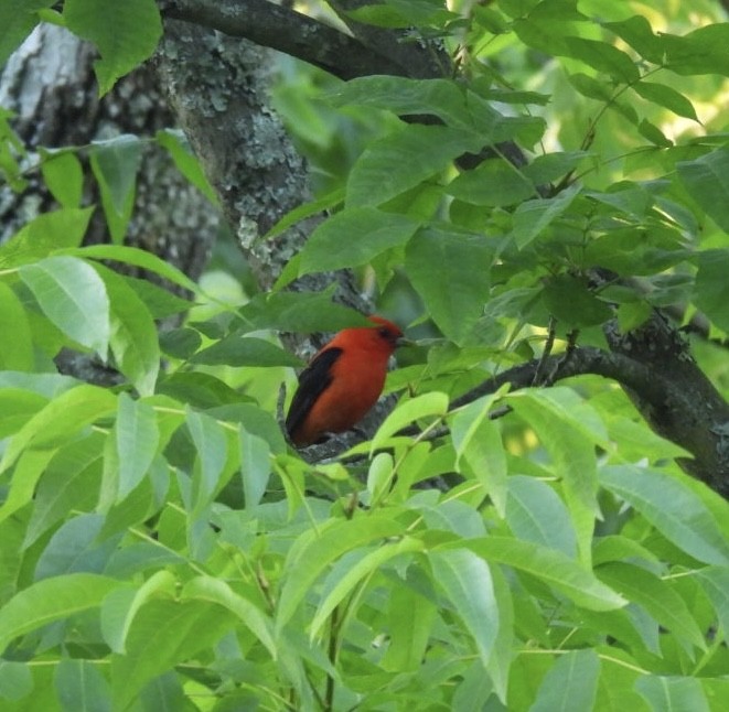 Scarlet Tanager - ML620807226