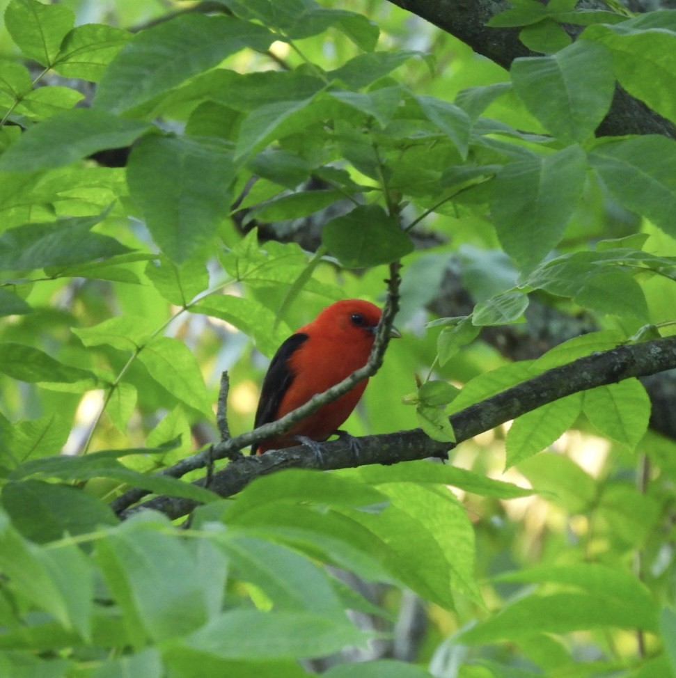 Scarlet Tanager - ML620807228