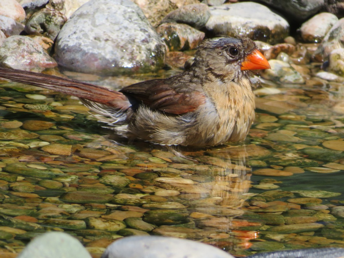 Northern Cardinal - ML620807229