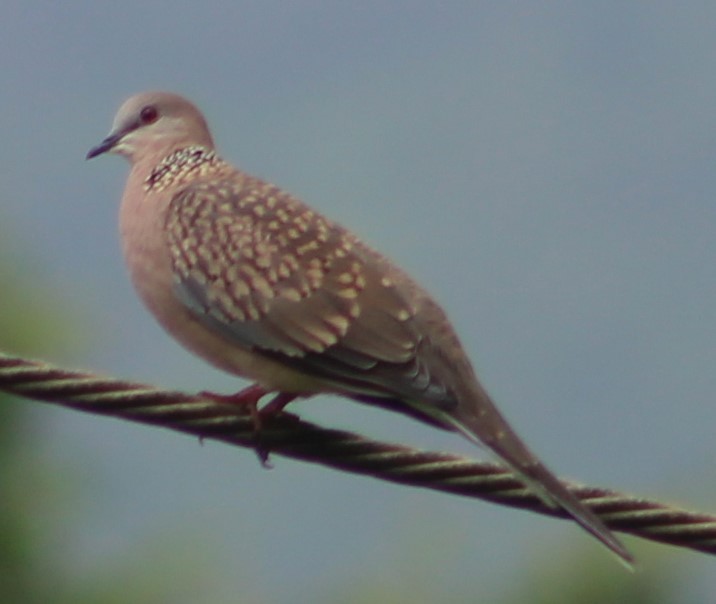 Spotted Dove - ML620807230