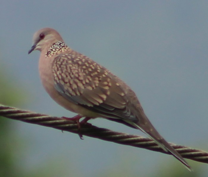 Spotted Dove - ML620807231