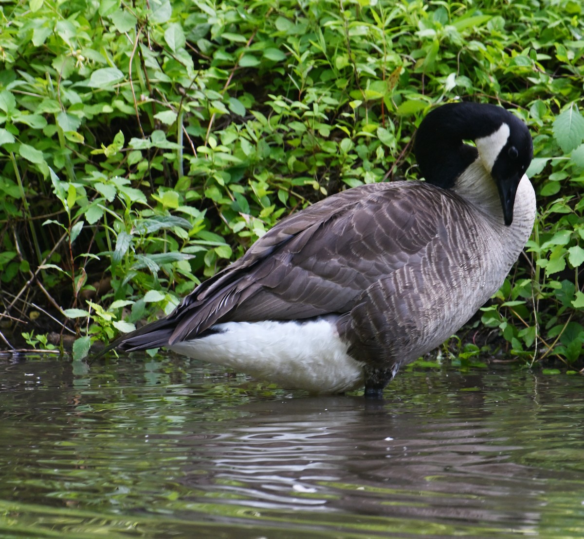 Canada Goose - ML620807232