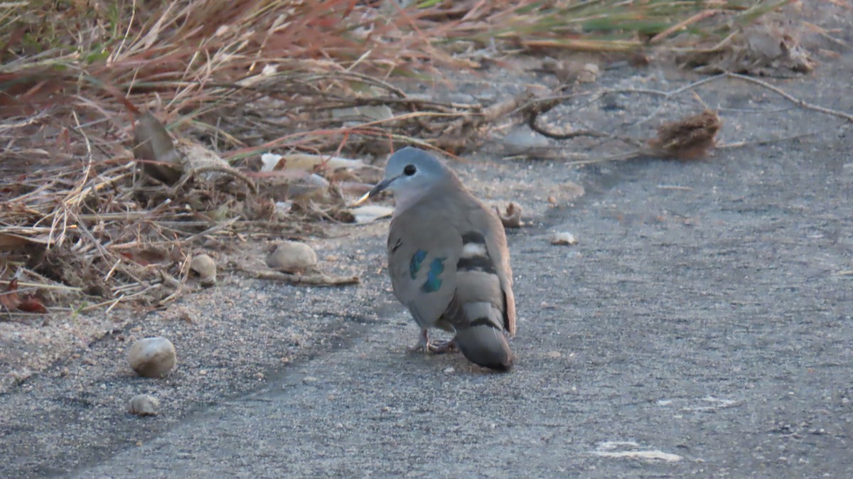 Emerald-spotted Wood-Dove - ML620807237