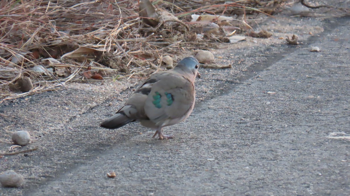 Emerald-spotted Wood-Dove - ML620807238