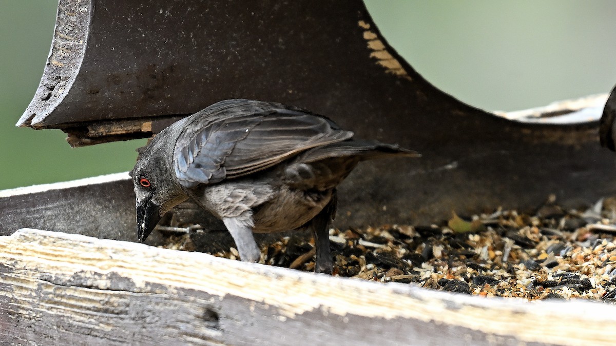 Bronzed Cowbird - ML620807239