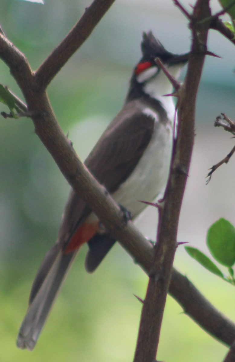 Red-vented Bulbul - ML620807241