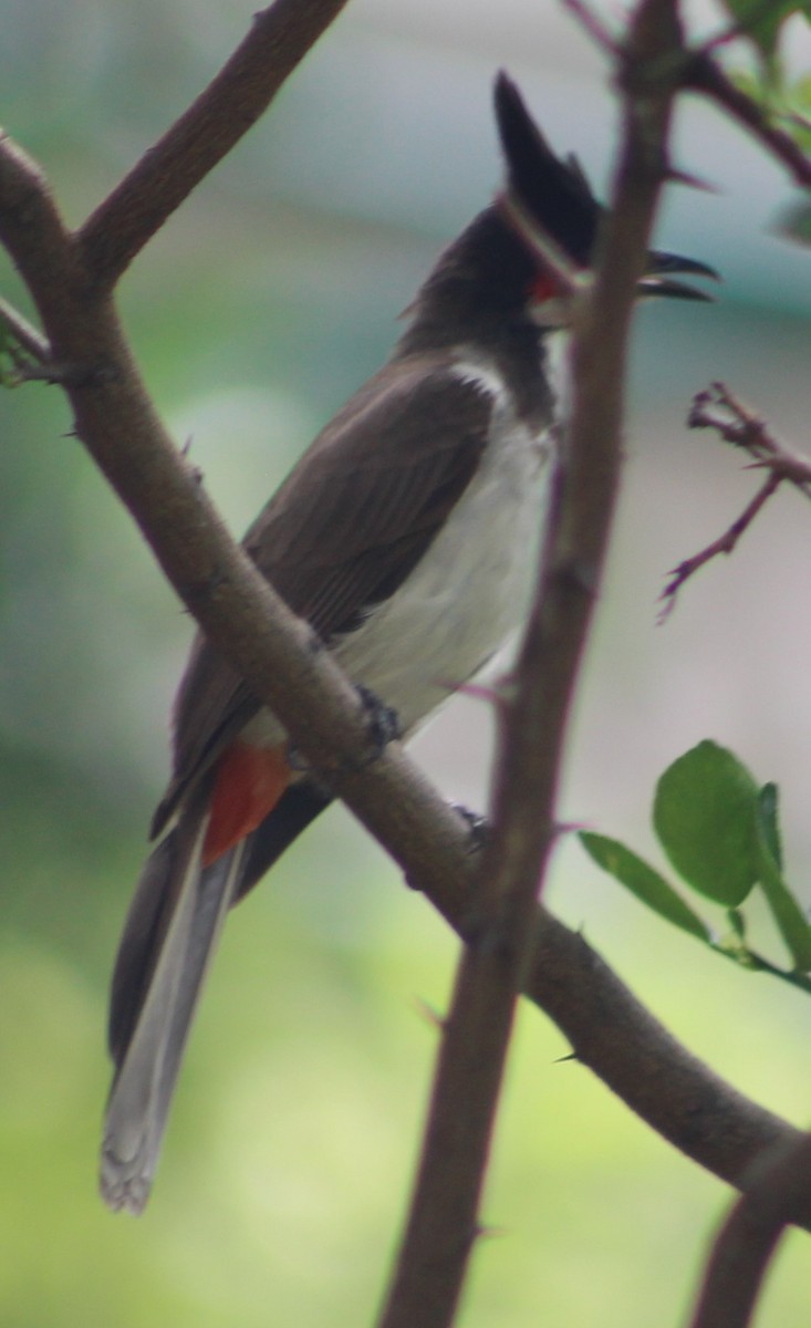 Bulbul à ventre rouge - ML620807242