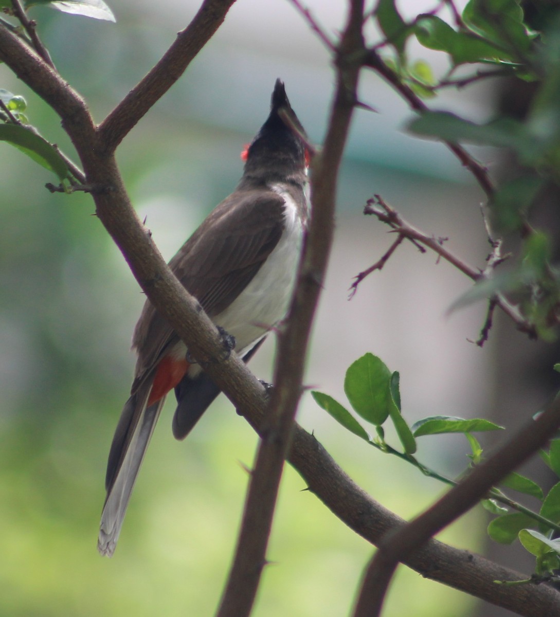 Red-vented Bulbul - ML620807243