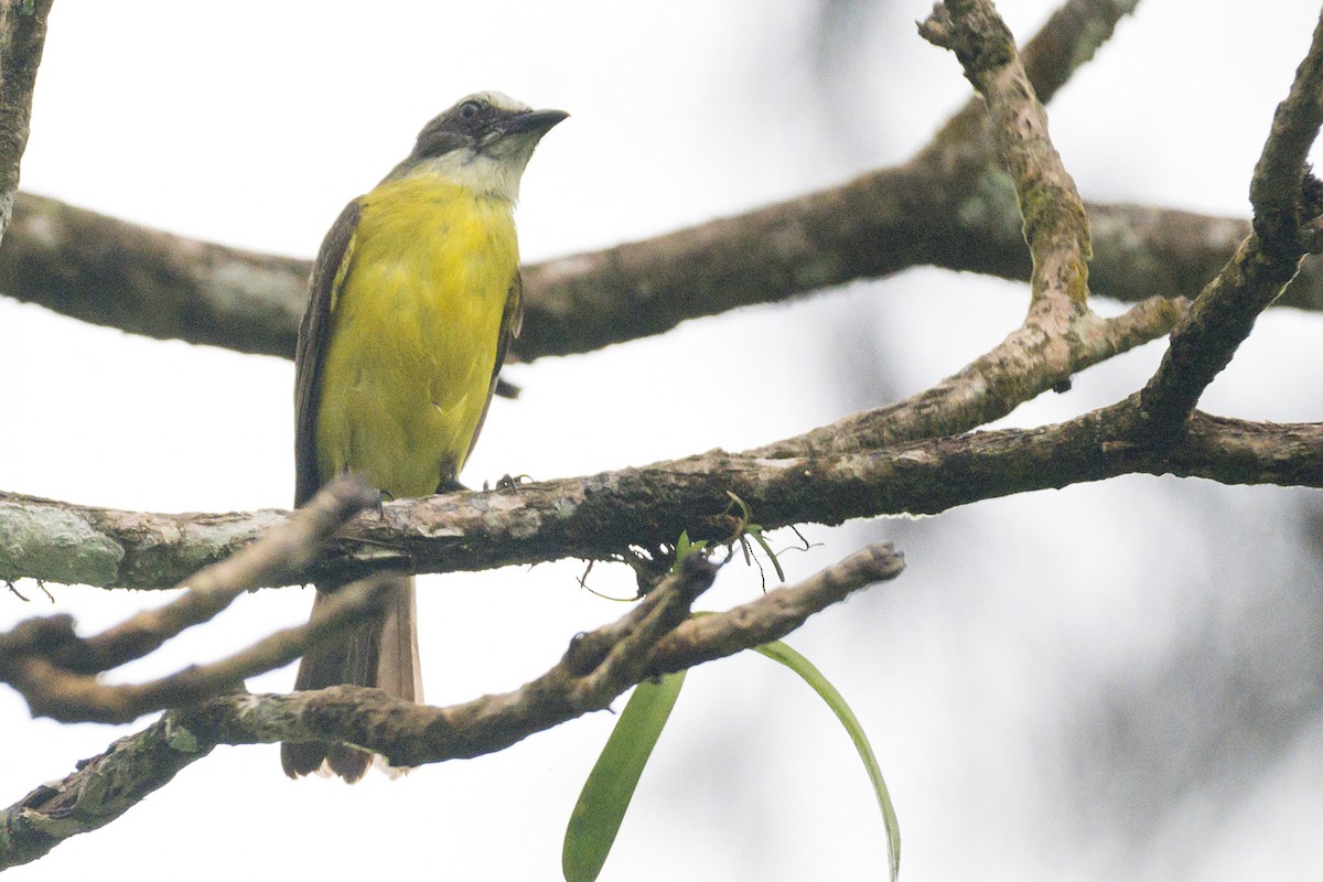 Gray-capped Flycatcher - ML620807244