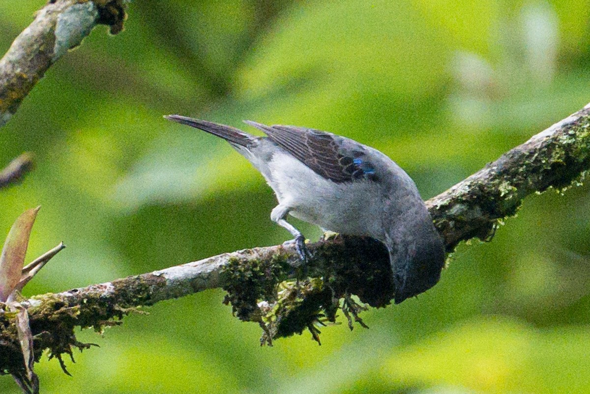 Plain-colored Tanager - ML620807250