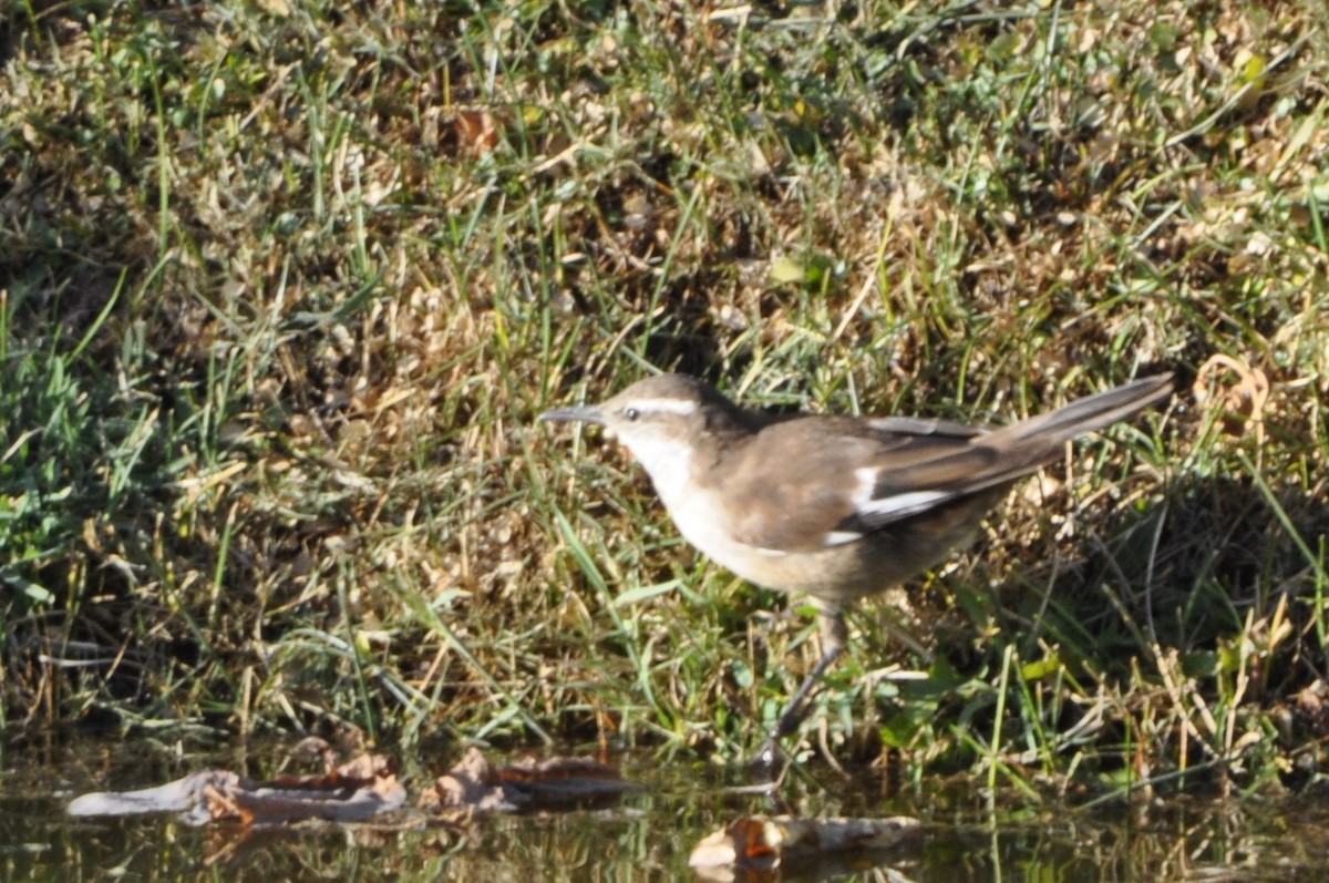 Cream-winged Cinclodes - María Ester Quiroga