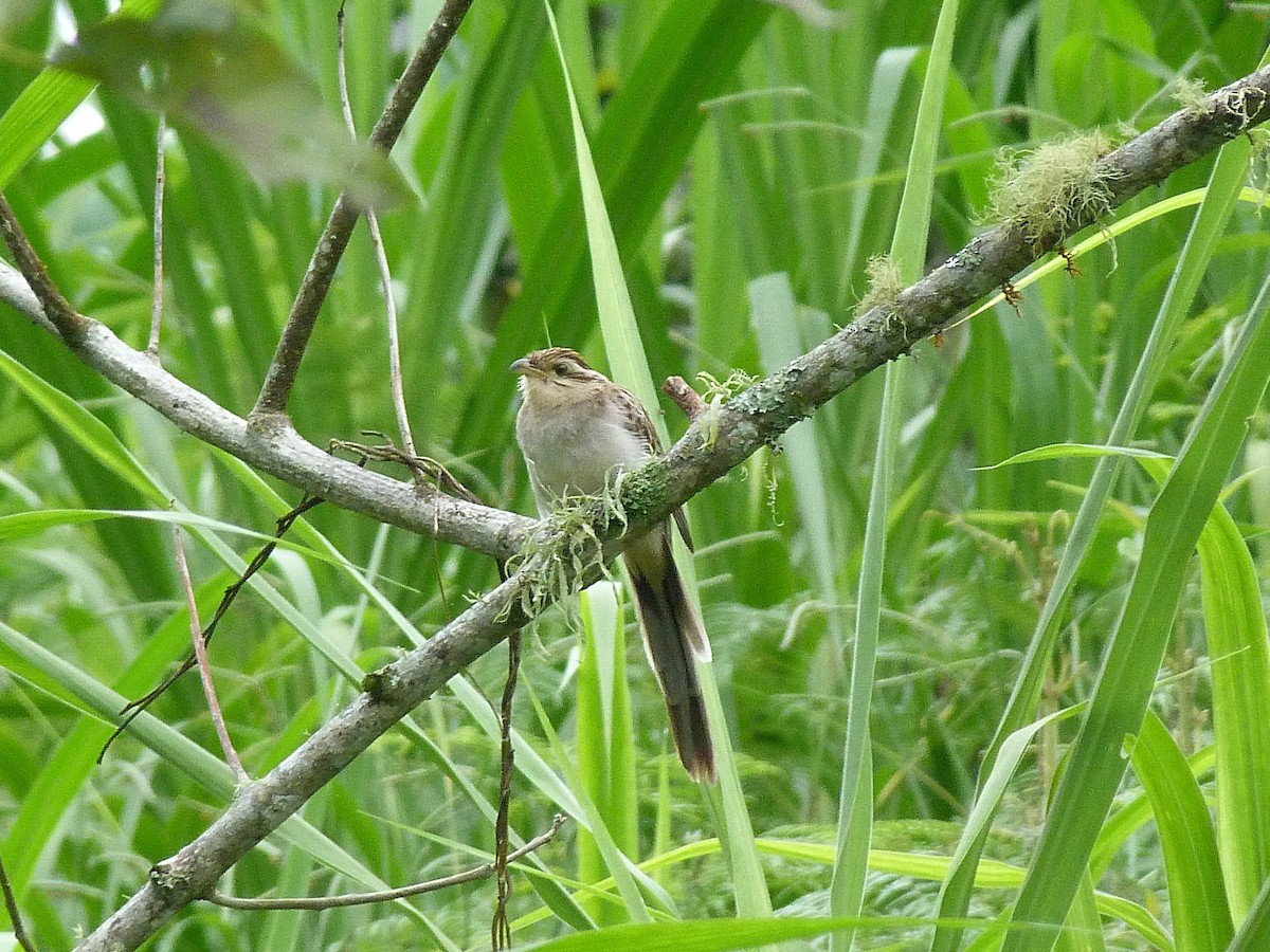 Striped Cuckoo - ML620807260