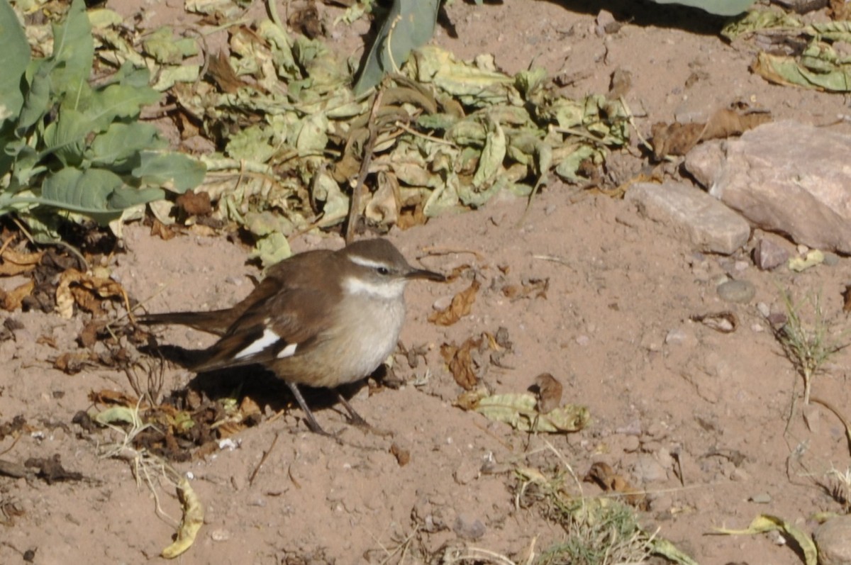 Cream-winged Cinclodes - ML620807271